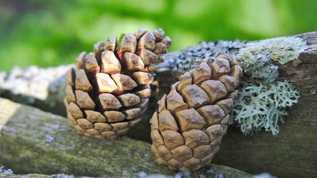 La nature au fil des saisons en Normandie / 2