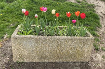 Des plants à vendre, des tulipes à admirer