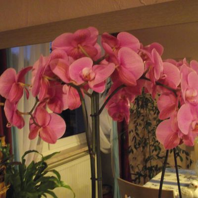Orchidées en période de refloraison