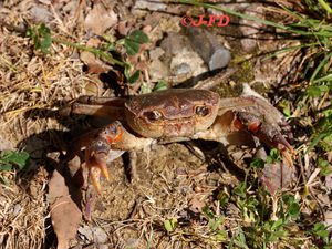 crabe de rivière (Potamon fluviatile)