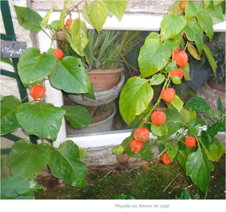 Mon jardin Le Clos fleuri en octobre 2022
