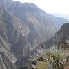 Les condors du canyon du Colca