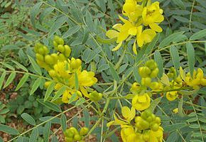 Tisane de Séné