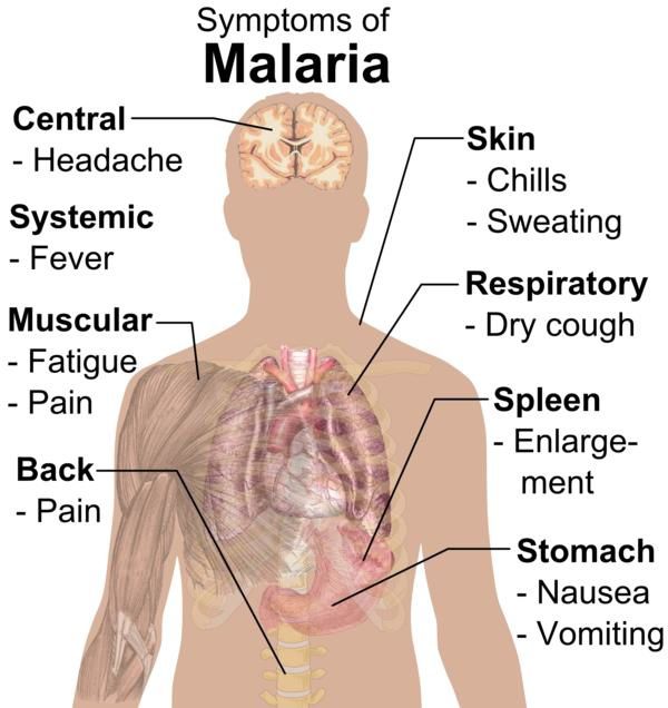 pic.1: who.int | pic.2: academic.brooklyn.cuny.edu | pic.3: malariamatters.org | pic.4: cdc.gov | pic.5: healthtap.com