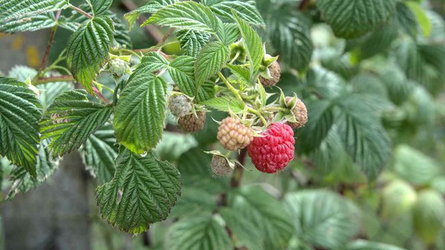 52 Semaines en photo en 2020 #37 - dans mon jardin