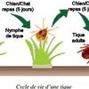 Les tiques - Conseil d'un vétérinaire