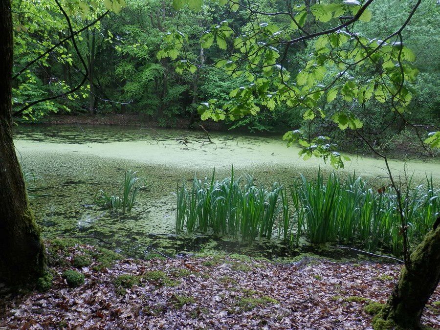 Le 1er Mai dans la forêt de Malvoisine