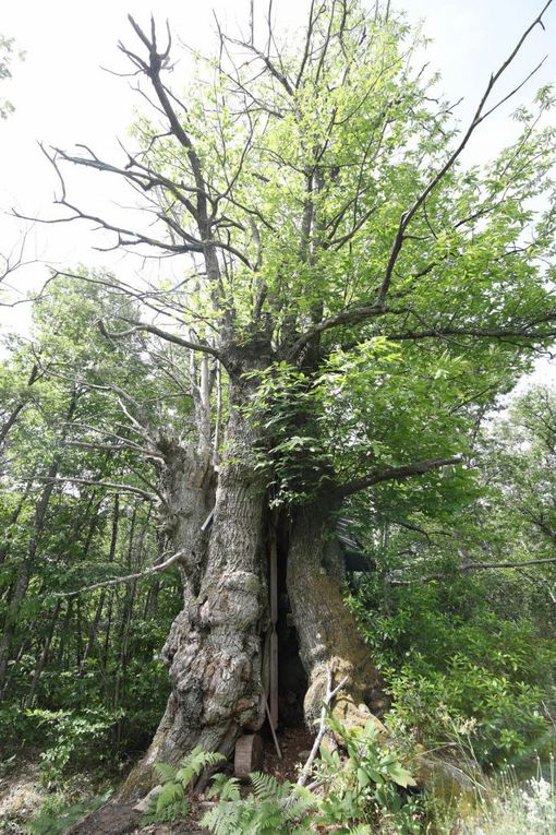 Reportage Photo d'une cellule monastique dans un arbre de la forêt athonite. 