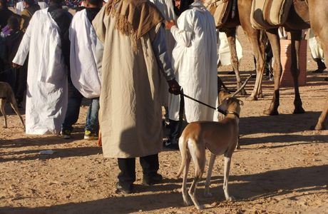 Douz, des hommes et des animaux ...