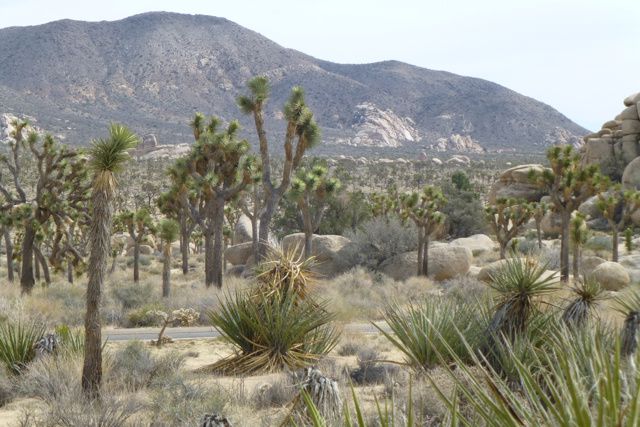 Anza Borrego