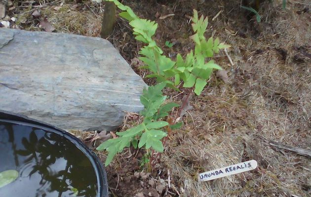 Osmunda regalis 