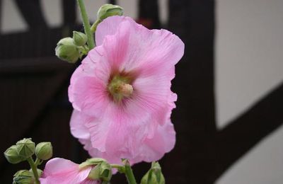 La rose... et le sourire de la trémière !