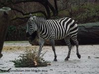 Zebra, Damhirsch, Brillenpinguine, Braunbär, Schneeeule, Uhu, Elefantendame