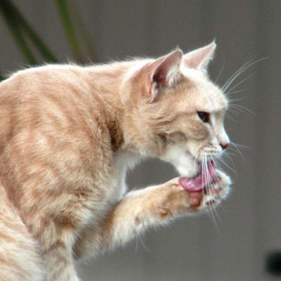 La langue du chat n'est pas un antibiotique !