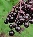 #Elderberry Wine Producers Illinois Vineyards