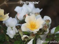 Le concours de roses de Le Roeulx 1/3: la roseraie