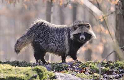 Tanuki