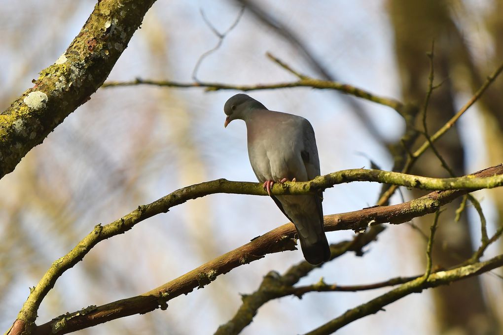 Pigeon colombin. Il est aussi à la recherche des loges de Pic noir, il a l'habitude de les squatter pour nicher.