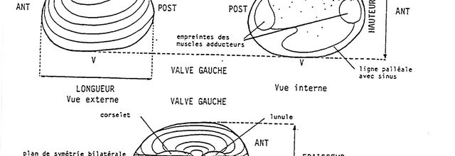 LAMELLIBRANCHES - BIVALVES