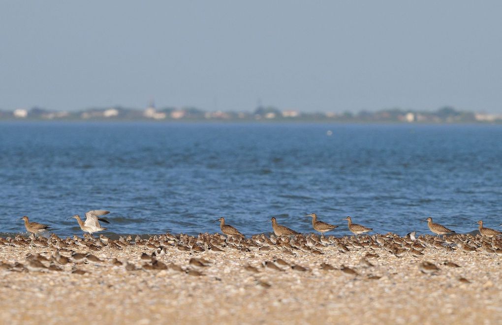 Courlis corlieu (Numenius phaeopus).