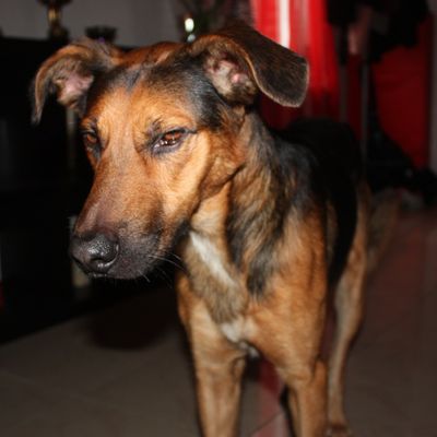 à adopter, Balto croisé berger de 4 ans (62)