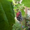 Le printemps n'est pas pour demain