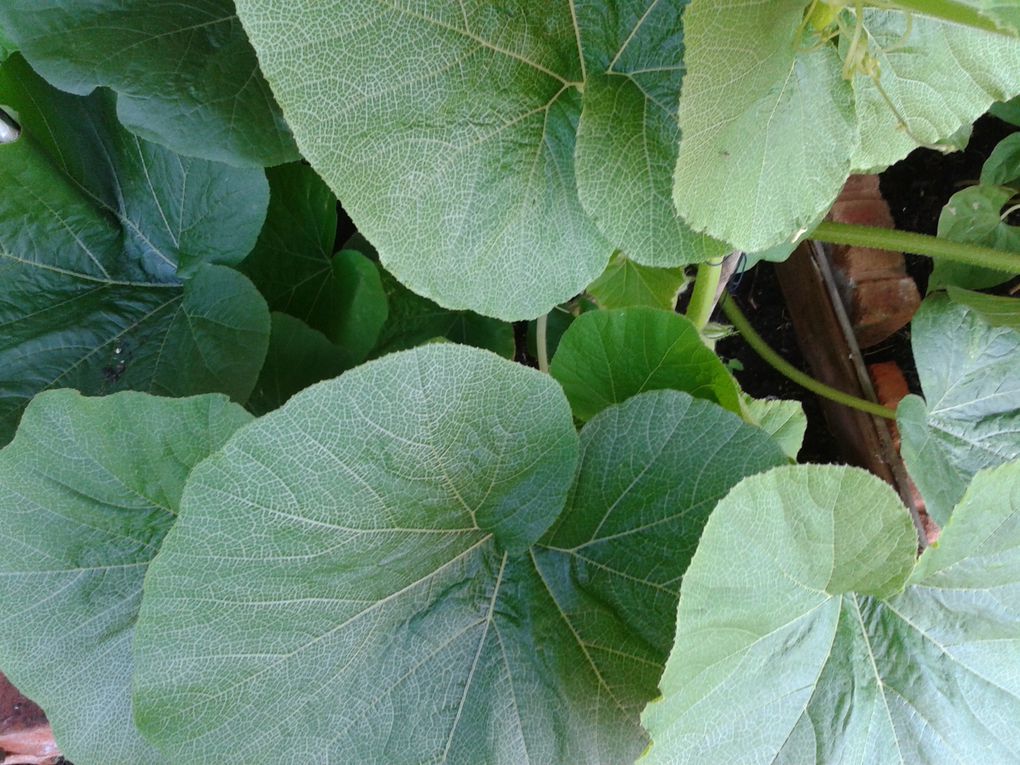 Le petit jardin de Marie Quivivre