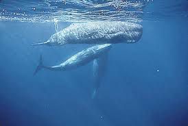 Rencontre avec les baleines