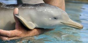 Sauvetage d'un bébé dauphin