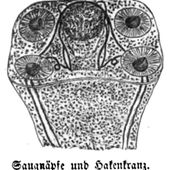 Die Gartenlaube (1857) b 008 2.jpg