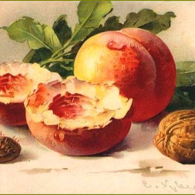 Fruits d'été par les peintres - Catharina Klein (1861-1929) nature morte aux fruits pêches