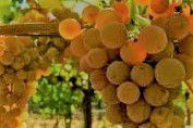 #Red Vin de Pays de Franche Conté Producers Jura Region France