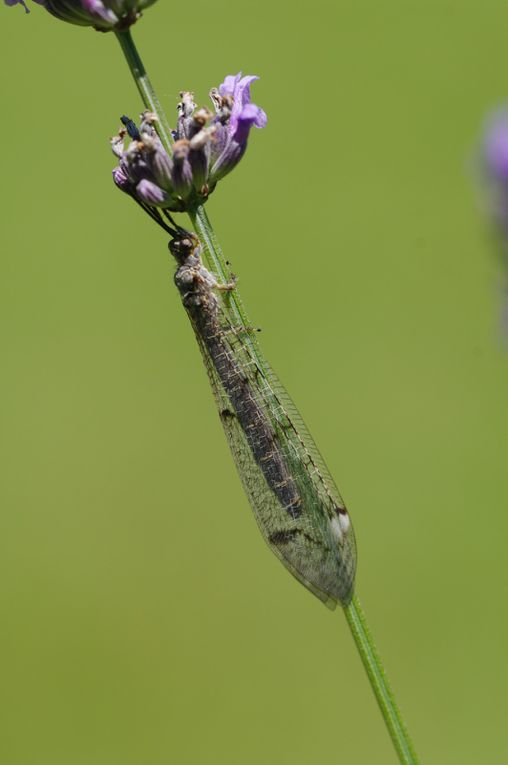 Album - Divers-insectes-2