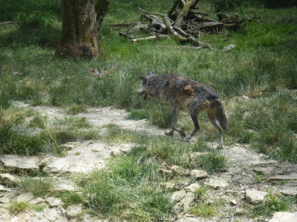 Sortie en famille - Parc des loups