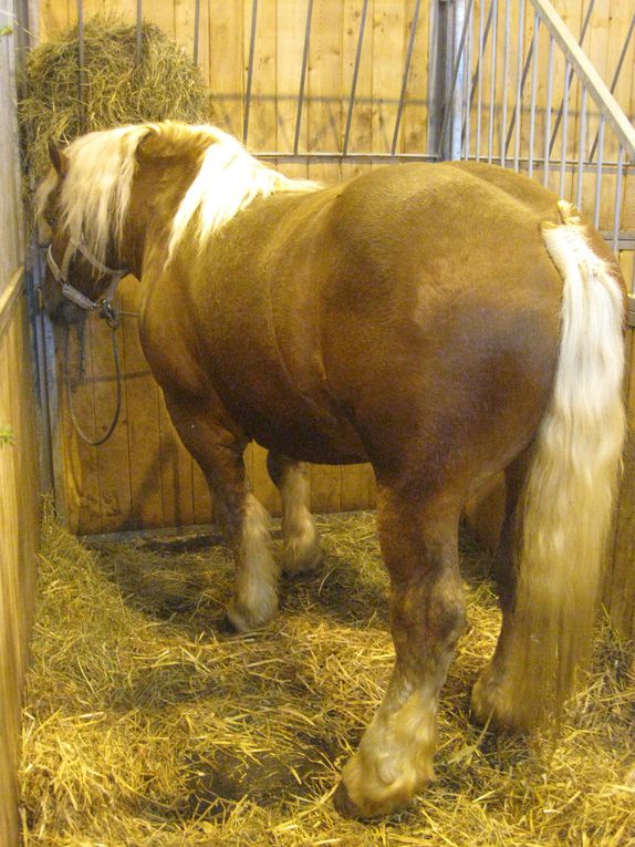 Salon de l'Agriculture 2011