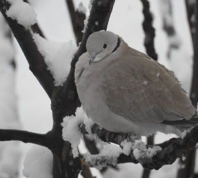 Les oiseaux et la neige au coeur de Malras