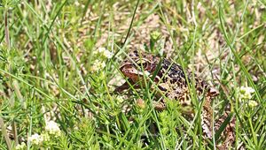 La grenouille rousse