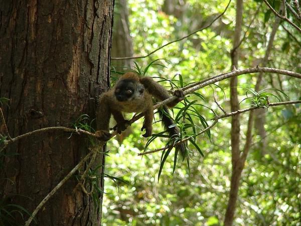 Album - est-Madagascar-2007