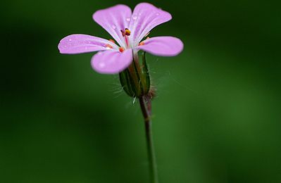 Fleurs de l'été