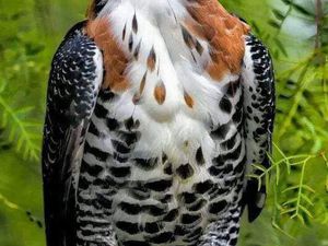 Aigle, cet "oiseau" majestueux