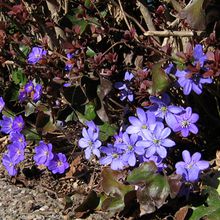 Auch in Holzwickede ist Frühling!