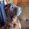 sharpei / shar pei