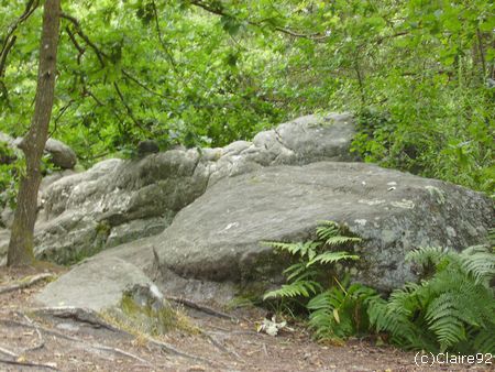 Album - OIseaux, nature et paysages