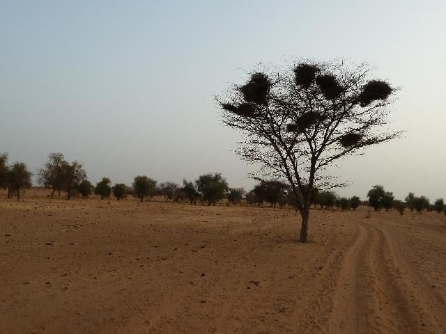 Album - Ballade-en-brousse