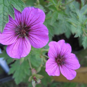               LES GERANIUMS