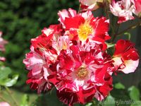 Les rosiers en H. de Ha à He.