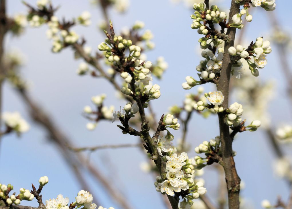 Impressions : un début de printemps