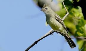 Voici les photos de tout les espèces d'oiseaux de la Guadeloupe.
Nombre d'espèces : 198
Nombre d'endémiques : 1
Nombre d'espèces globalement menacées : 2
Nombre d'espèces introduites : 8