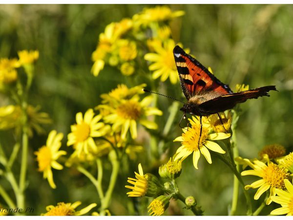 Petite tortue est le nom de ce papillon