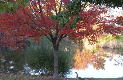 Couleurs d'automne en Virginie (USA)